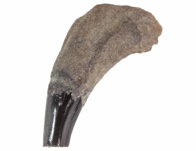 Fossil Odontocete (Toothed Whale) Tooth - Maryland #71109